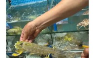 开云娱乐体育-4只皮皮虾事件后续：出租车司机被开除，顾客坚持认为司机收了钱