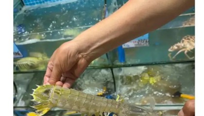 开云娱乐体育-4只皮皮虾事件后续：出租车司机被开除，顾客坚持认为司机收了钱