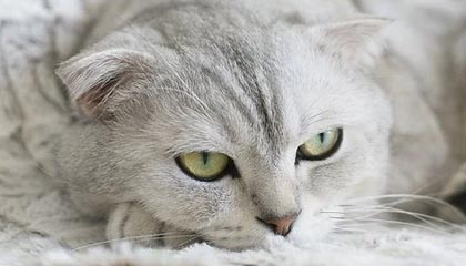 开云电竞-【集锦】河南0-1泰山，王国明出击失误，瓦科吊门得手