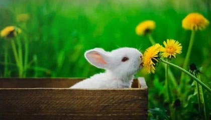 开云app下载-新华社：五年磨一剑 苏宁首夺冠军的“不折腾”秘诀